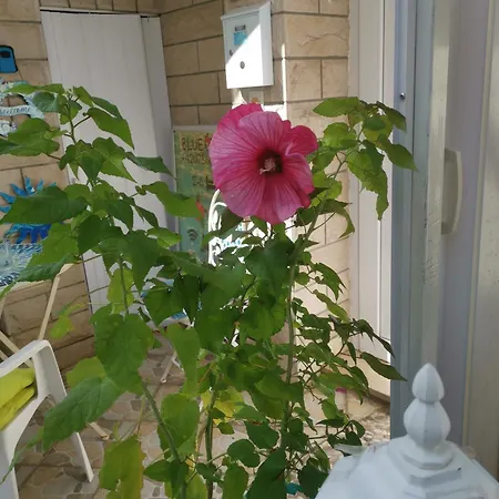 Eva Oliva Apartmán Makarská